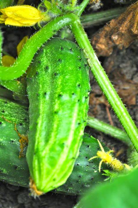 Inn By the River | restaurant | 2777 US-201, West Forks, ME 04985, USA | 2076632181 OR +1 207-663-2181