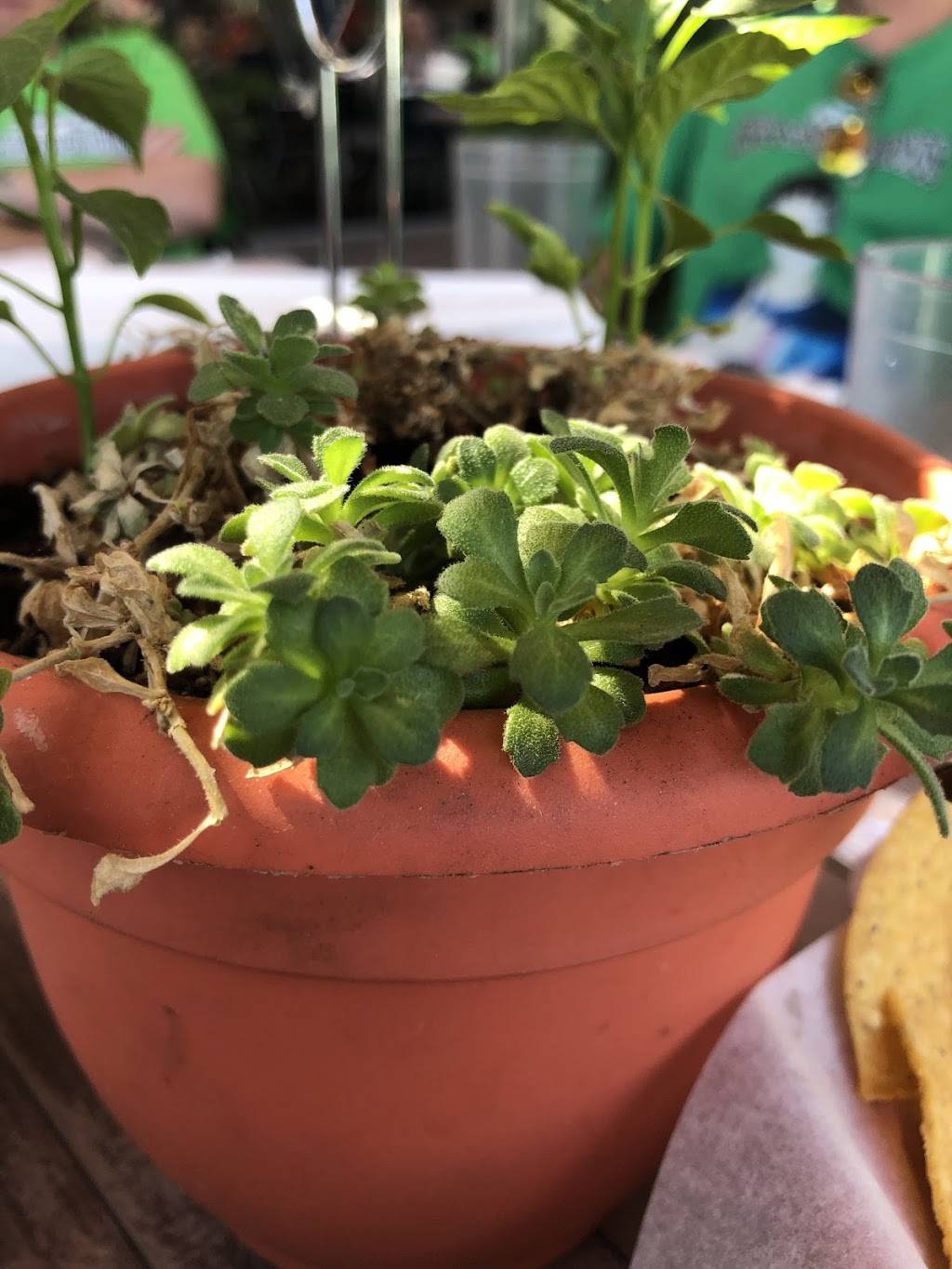 Blue Bonnet Restaurant | restaurant | 457 S Broadway, Denver, CO 80209, USA | 3037780147 OR +1 303-778-0147