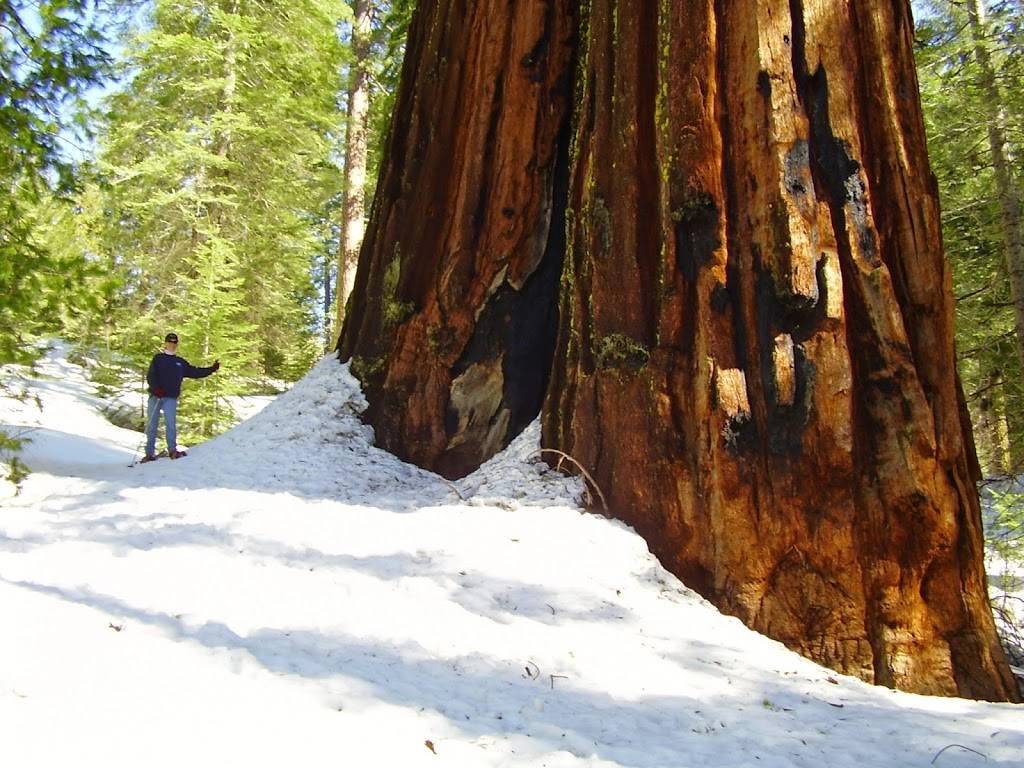 Evergreen Lodge at Yosemite | restaurant | 33160 Evergreen Rd, Groveland, CA 95321, USA | 2093792606 OR +1 209-379-2606