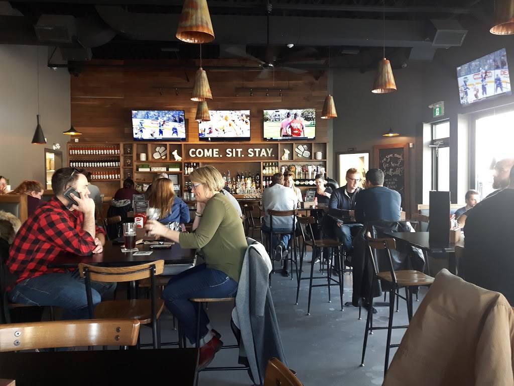 Bad Dog Sarnia | restaurant | 229 Christina St N, Sarnia, ON N7T 4C1, Canada | 5194917930 OR +1 519-491-7930