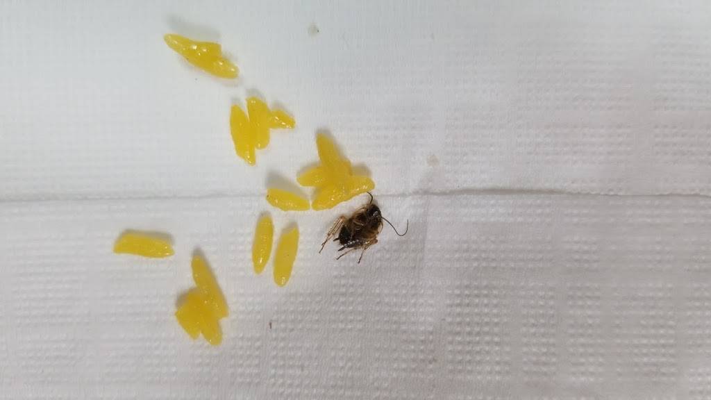 china bowl | restaurant | 3330 Kensington Ave, Philadelphia, PA 19134, USA | 2157399888 OR +1 215-739-9888