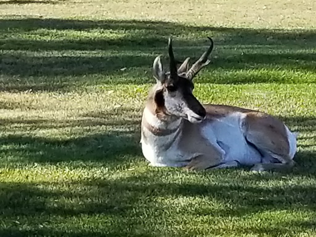 Casper Municipal Golf Course | restaurant | 2120 Allendale Blvd, Casper, WY 82601, USA | 3072336620 OR +1 307-233-6620