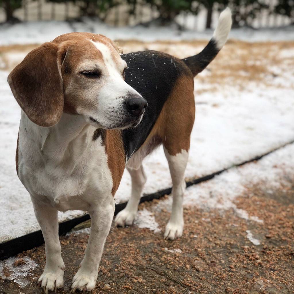 Wendys | restaurant | 12486 Northwest Fwy, Houston, TX 77092, USA | 8325814380 OR +1 832-581-4380