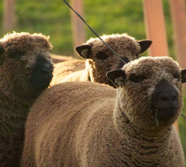 Campo di Bella | restaurant | 10229 Sharp Rd, Mt Horeb, WI 53572, USA | 6083209287 OR +1 608-320-9287