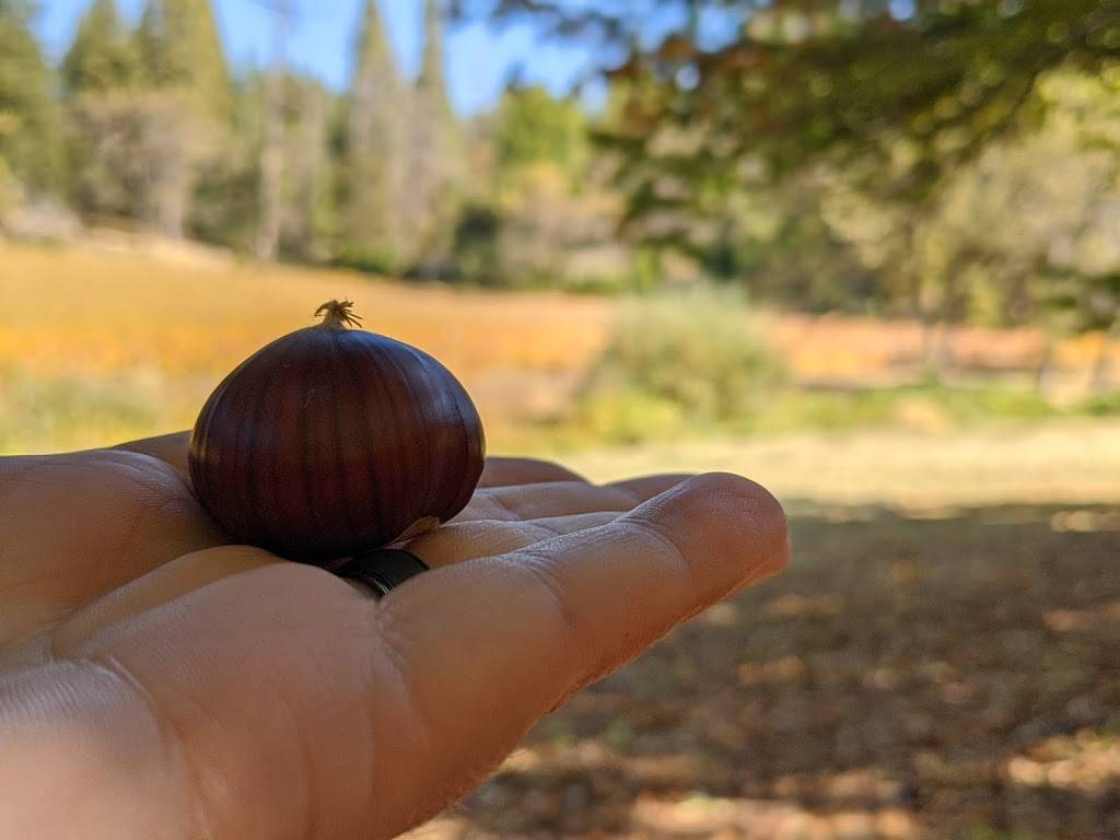 Smokey Ridge Ranch - Apple Hill #133 | restaurant | 2160 Carson Rd, Placerville, CA 95667, USA | 5306265077 OR +1 530-626-5077