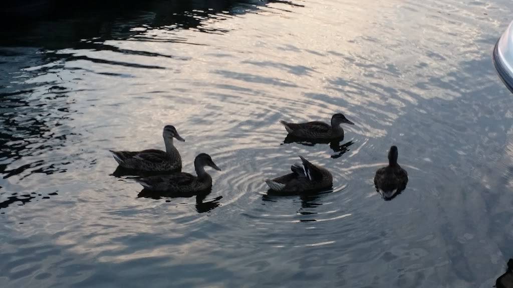 Stoutens Bear Creek Marina LLC | meal takeaway | 817 Wise Ave, Dundalk, MD 21222, USA | 4104772288 OR +1 410-477-2288