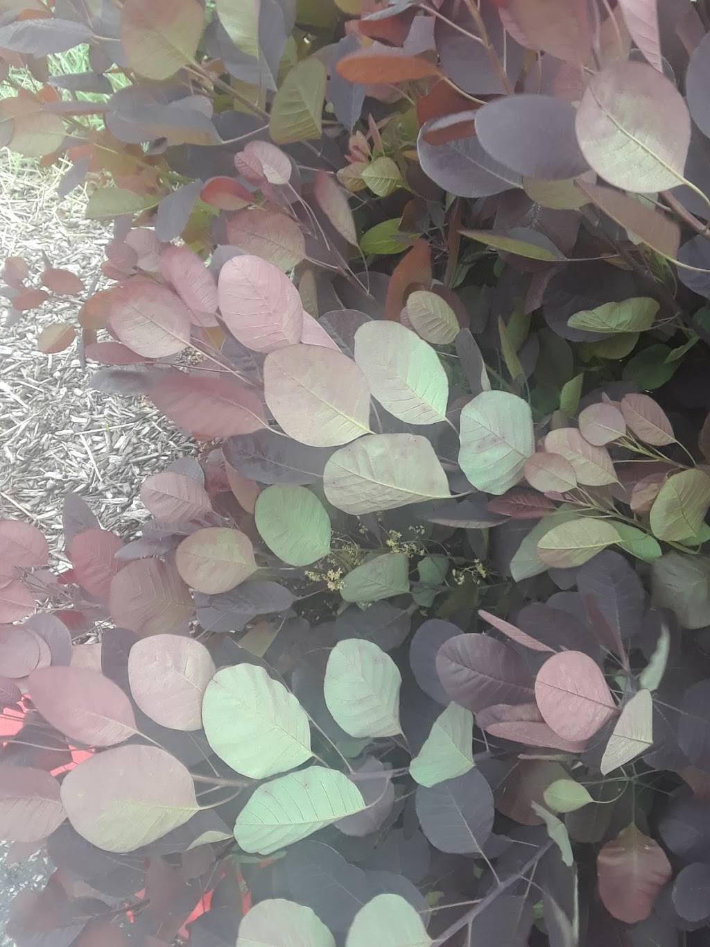 Pretzelmaker | restaurant | 3600 Country Club Dr, Jefferson City, MO 65109, USA | 5736364475 OR +1 573-636-4475