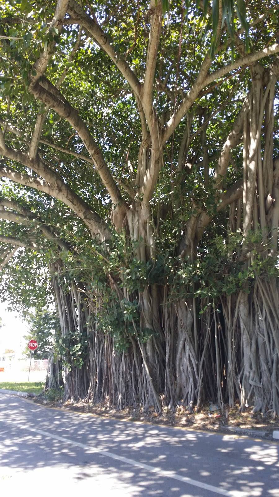 Go To Sushi | restaurant | 5140 Biscayne Blvd, Miami, FL 33137, USA | 3057590914 OR +1 305-759-0914