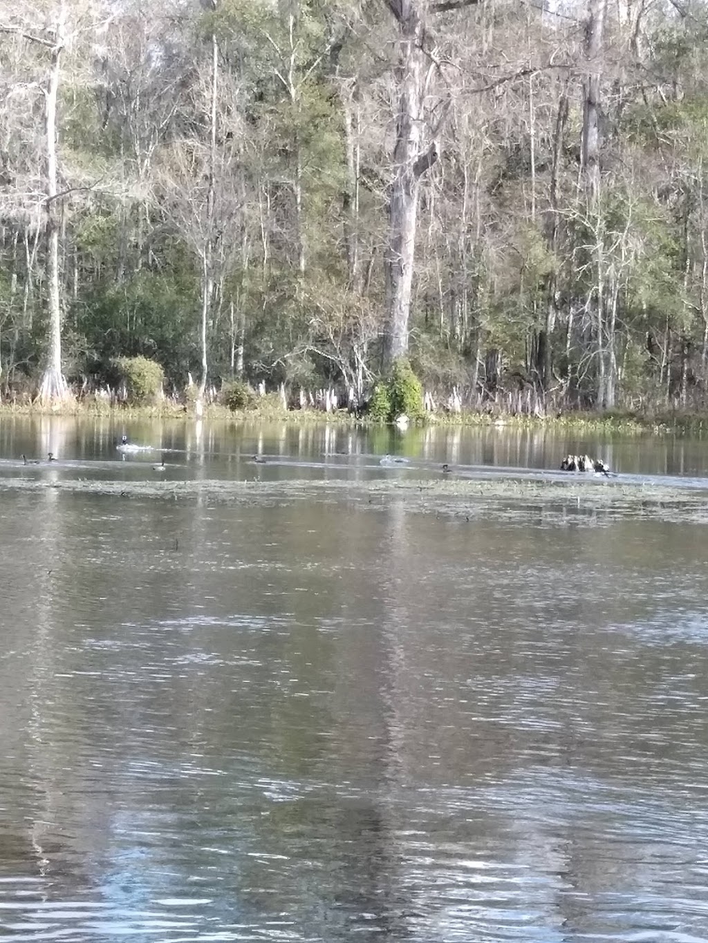 The Edward Ball Dining Room@ Wakulla Springs | restaurant | 465 Wakulla Park Dr, Crawfordville, FL 32327, USA | 8504212000 OR +1 850-421-2000