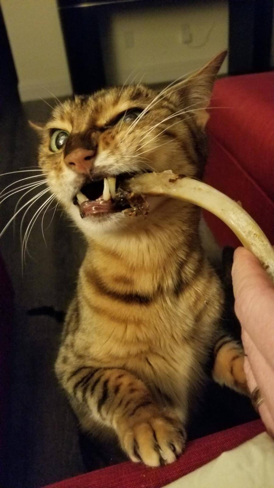 Woodys | restaurant | 4993 5th St, Mariposa, CA 95338, USA | 2099667427 OR +1 209-966-7427