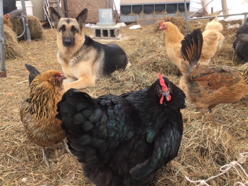 RambleBramble Farm | restaurant | 1340 Carse Rd, Huntington, VT 05462, USA | 8024342626 OR +1 802-434-2626