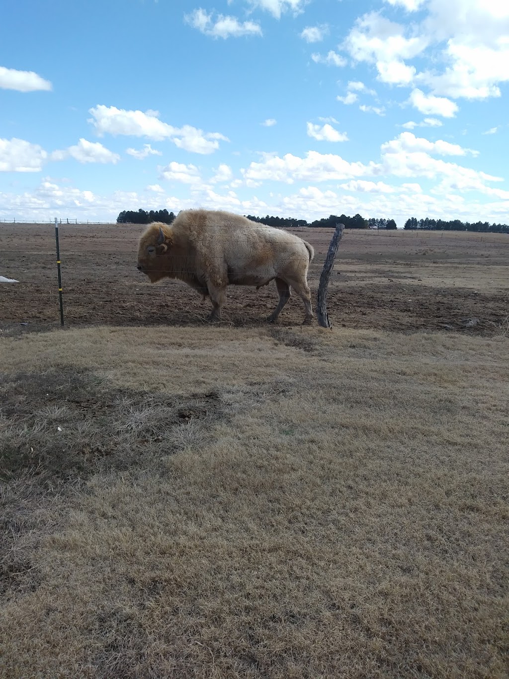 Boot Hill Casino & Resort | meal takeaway | 4000 W Comanche St, Dodge City, KS 67801, USA | 6206827777 OR +1 620-682-7777