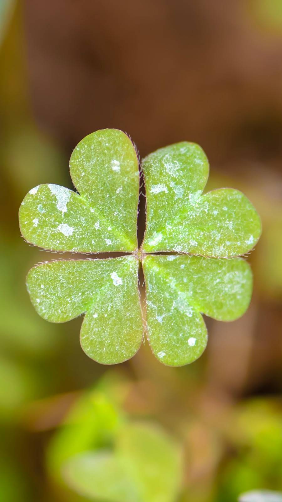 Tootsies | restaurant | 537 W Washington St, Sequim, WA 98382, USA | 3606839524 OR +1 360-683-9524