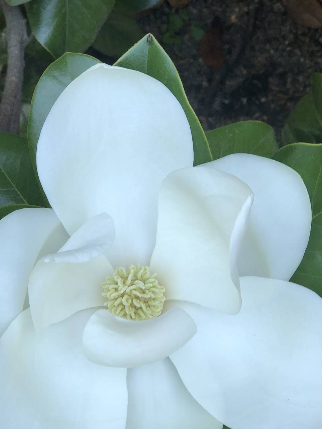 Robins Tea House at Lewis Ginter Botanical Garden | restaurant | 1800 Lakeside Ave, Henrico, VA 23228, USA | 8042629887399 OR +1 804-262-9887 ext. 399