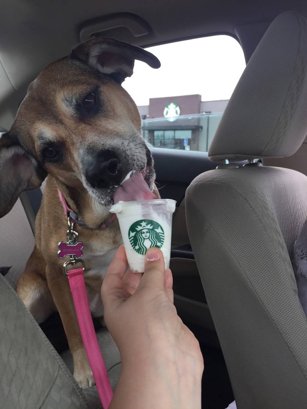 Starbucks | cafe | 1490 Hillcrest Ave, Springfield, OH 45504, USA | 9373259300 OR +1 937-325-9300