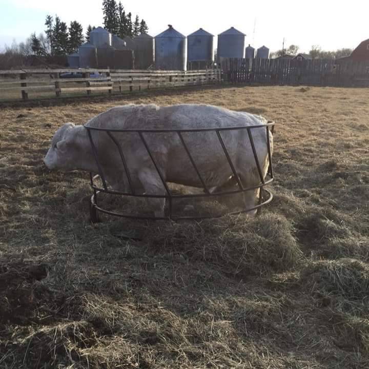 The Cattalo Cowboy | restaurant | Gladewater, TX 75647, USA | 9033742517 OR +1 903-374-2517