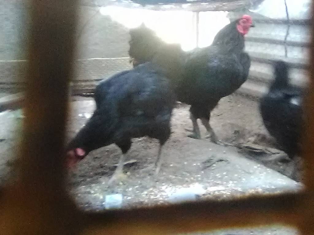 Backyard Brawlers Game Farm | restaurant | 7574 County Rd 4084, Scurry, TX 75158, USA | 4693679023 OR +1 469-367-9023