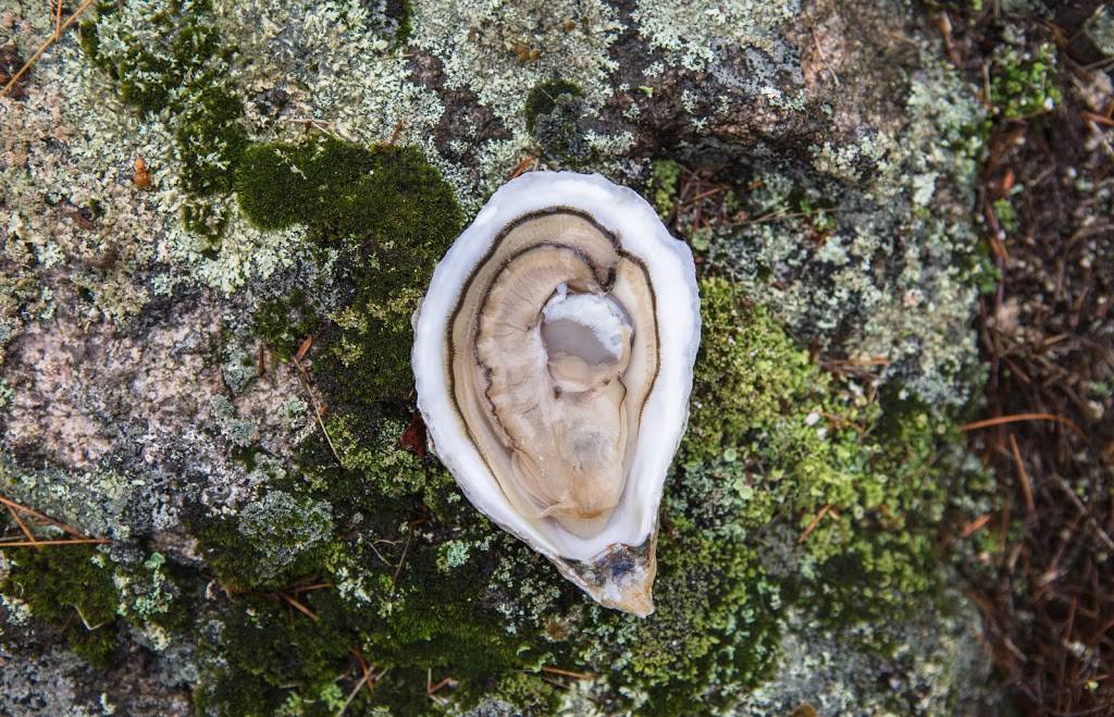 Glidden Point Oyster Farms | restaurant | 637 River Rd, Edgecomb, ME 04556, USA | 2073157066 OR +1 207-315-7066
