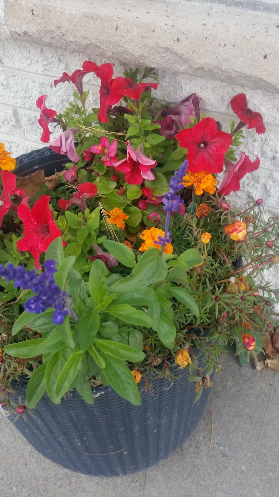 Halibut Queen | restaurant | 260 The Queensway S, Keswick, ON L4P 2B1, Canada | 9055356666 OR +1 905-535-6666