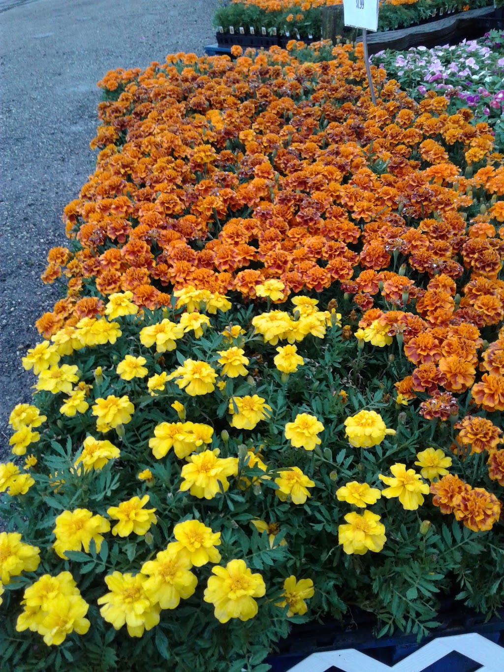 Blakes Backyard Almont | bakery | 5600 Van Dyke Rd, Almont, MI 48003, USA | 8107983251 OR +1 810-798-3251