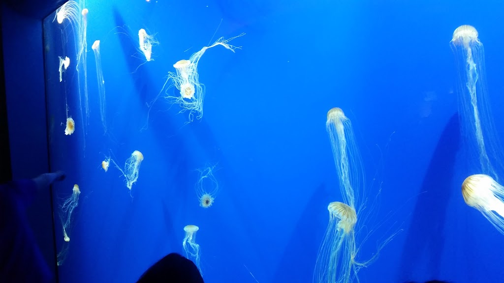 Googie Burger | restaurant | 265 Park Ave W NW, Atlanta, GA 30313, USA | 4042234664 OR +1 404-223-4664