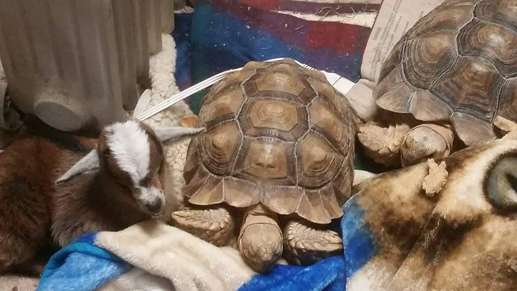 Los Cucos Mexican Restaurant | restaurant | 805 E Jackson St, El Campo, TX 77437, USA | 9795780612 OR +1 979-578-0612