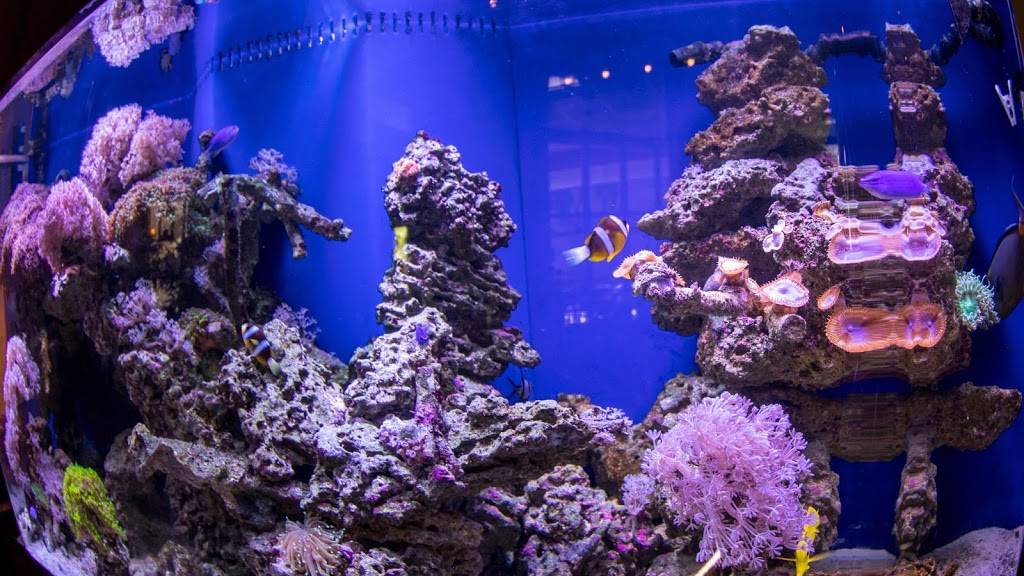 Tsunami Sushi & Hibachi | restaurant | 100 Central Ave Ste 1022, Sarasota, FL 34236, USA | 9413661033 OR +1 941-366-1033