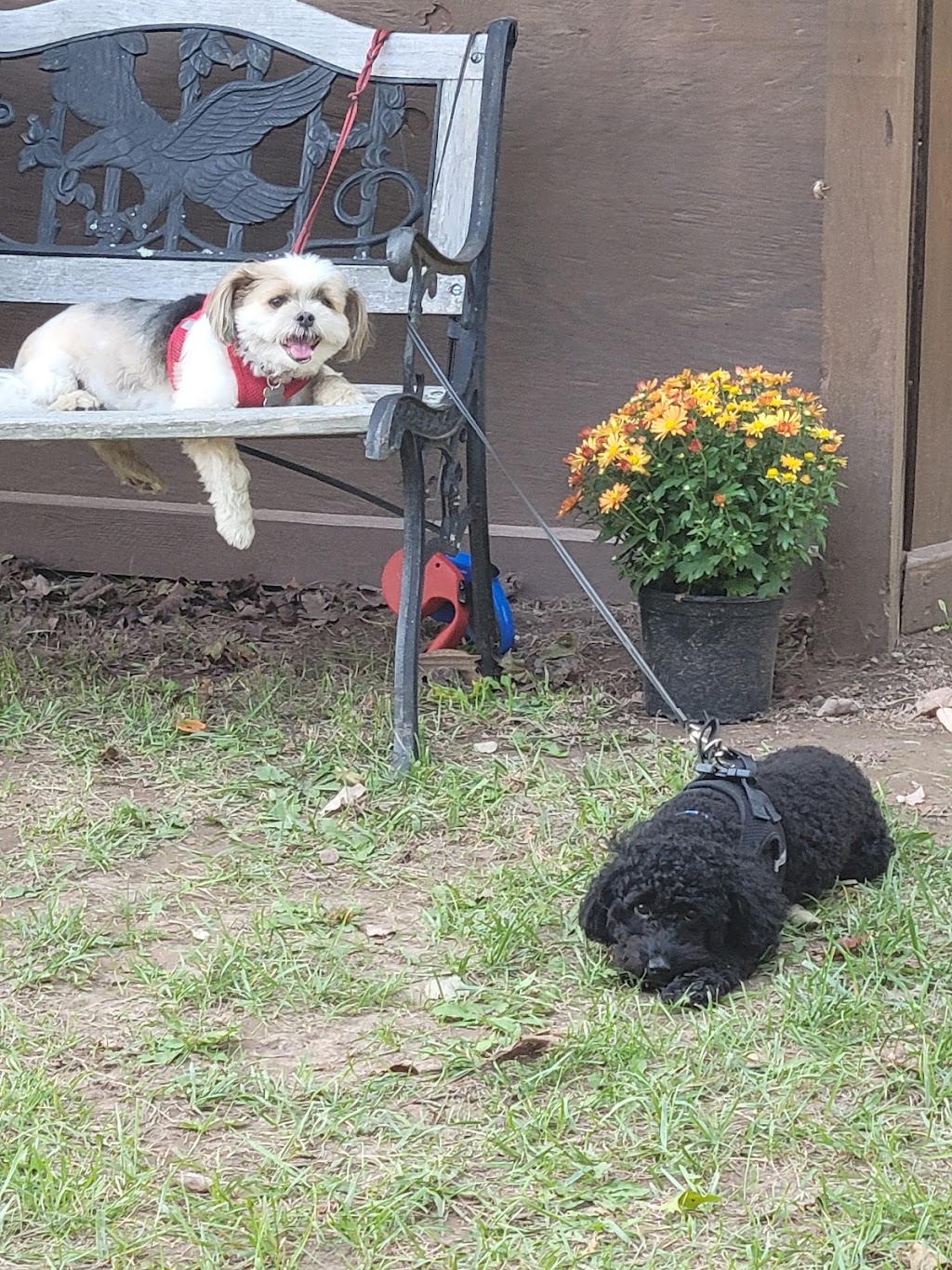 Cheryls Snack Shack | restaurant | 3926 Paw Paw Rd, Paw Paw, WV 25434, USA | 3049477337 OR +1 304-947-7337