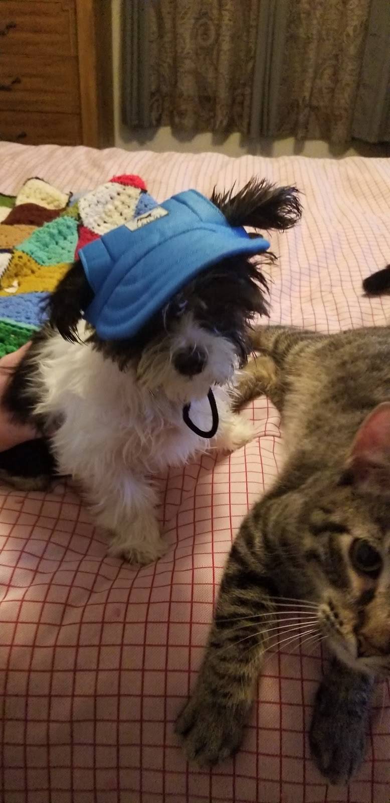 IHOP | restaurant | 2009 Crossroads Blvd, Waterloo, IA 50702, USA | 3192874467 OR +1 319-287-4467