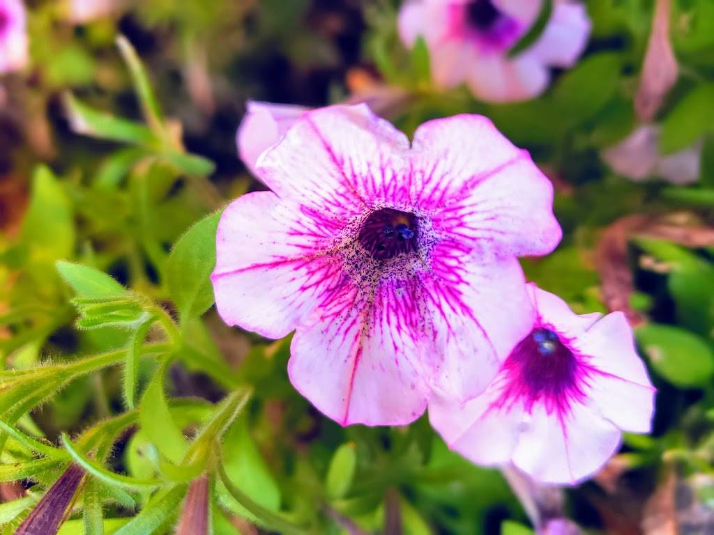 China Buffet | restaurant | 6107 W Mequon Rd #112N, Mequon, WI 53092, USA | 2622429977 OR +1 262-242-9977