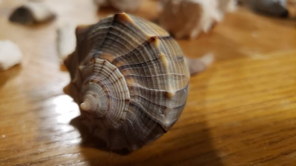 Shamrock Irish Pub | restaurant | 2201 Estero Blvd, Fort Myers Beach, FL 33931, USA | 2394638881 OR +1 239-463-8881