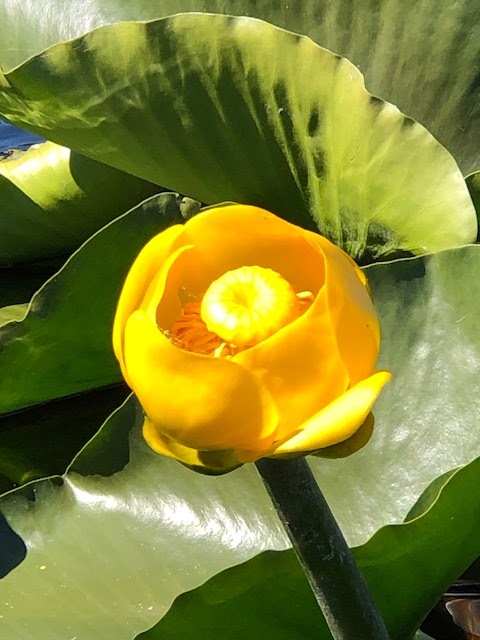 Rocky Point Resort | restaurant | 28121 Rocky Point Rd, Klamath Falls, OR 97601, USA | 5413562287 OR +1 541-356-2287