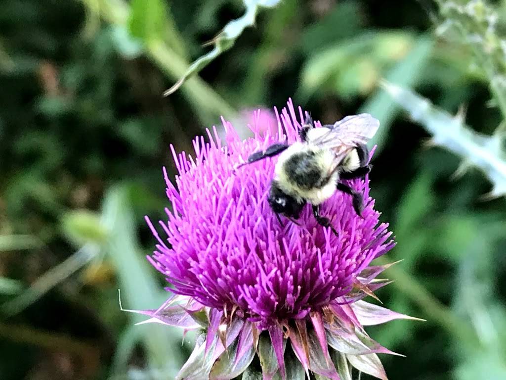 Carriage House Farm Market | restaurant | 2872 Lawrenceburg, North Bend, OH 45052, USA | 5139671106 OR +1 513-967-1106