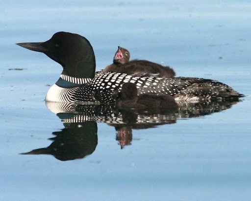 Treeland Resorts | restaurant | 9630 Treland Rd, Hayward, WI 54843, USA | 7154623874 OR +1 715-462-3874