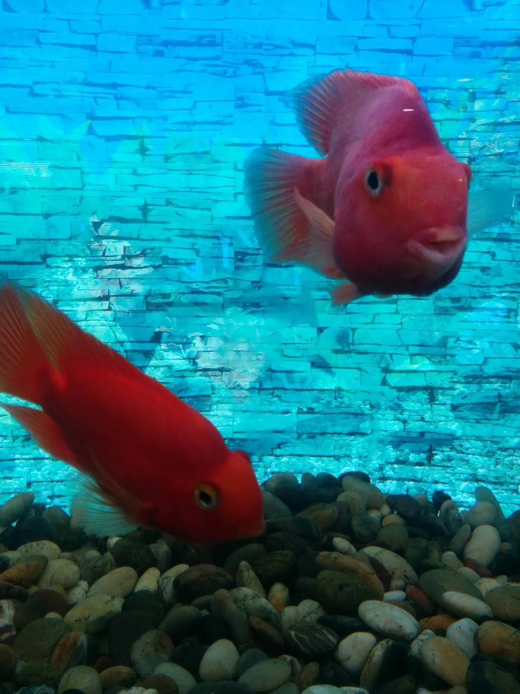 Super China Buffet | restaurant | 7405 60th Ave, Kenosha, WI 53142, USA | 2626978332 OR +1 262-697-8332