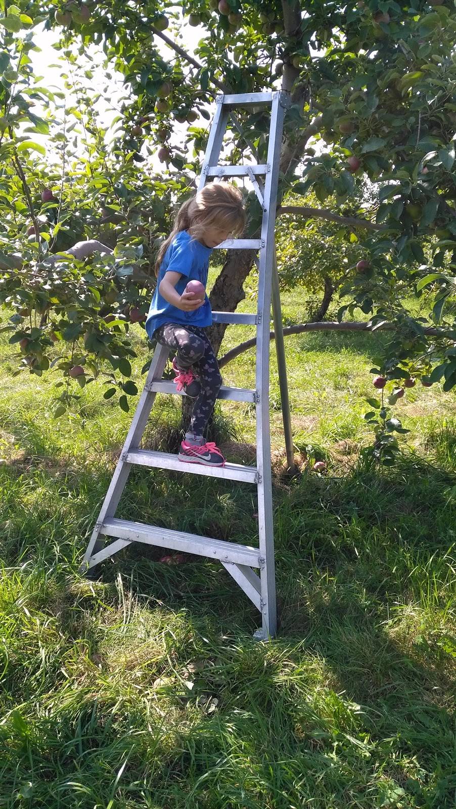 Vergers Cassidy | restaurant | ,JOS-1EO, 2910 QC-202, Franklin, QC J0S 1E0, Canada | 4508272000 OR +1 450-827-2000