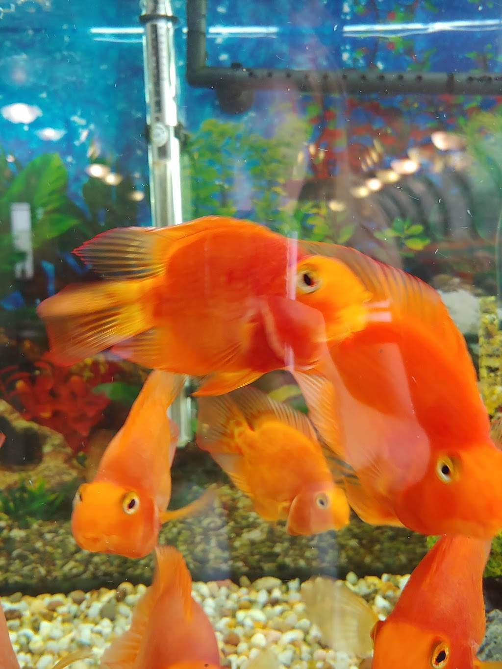 Dengs Garden | restaurant | 312 N Jefferson Way, Indianola, IA 50125, USA | 5159625888 OR +1 515-962-5888