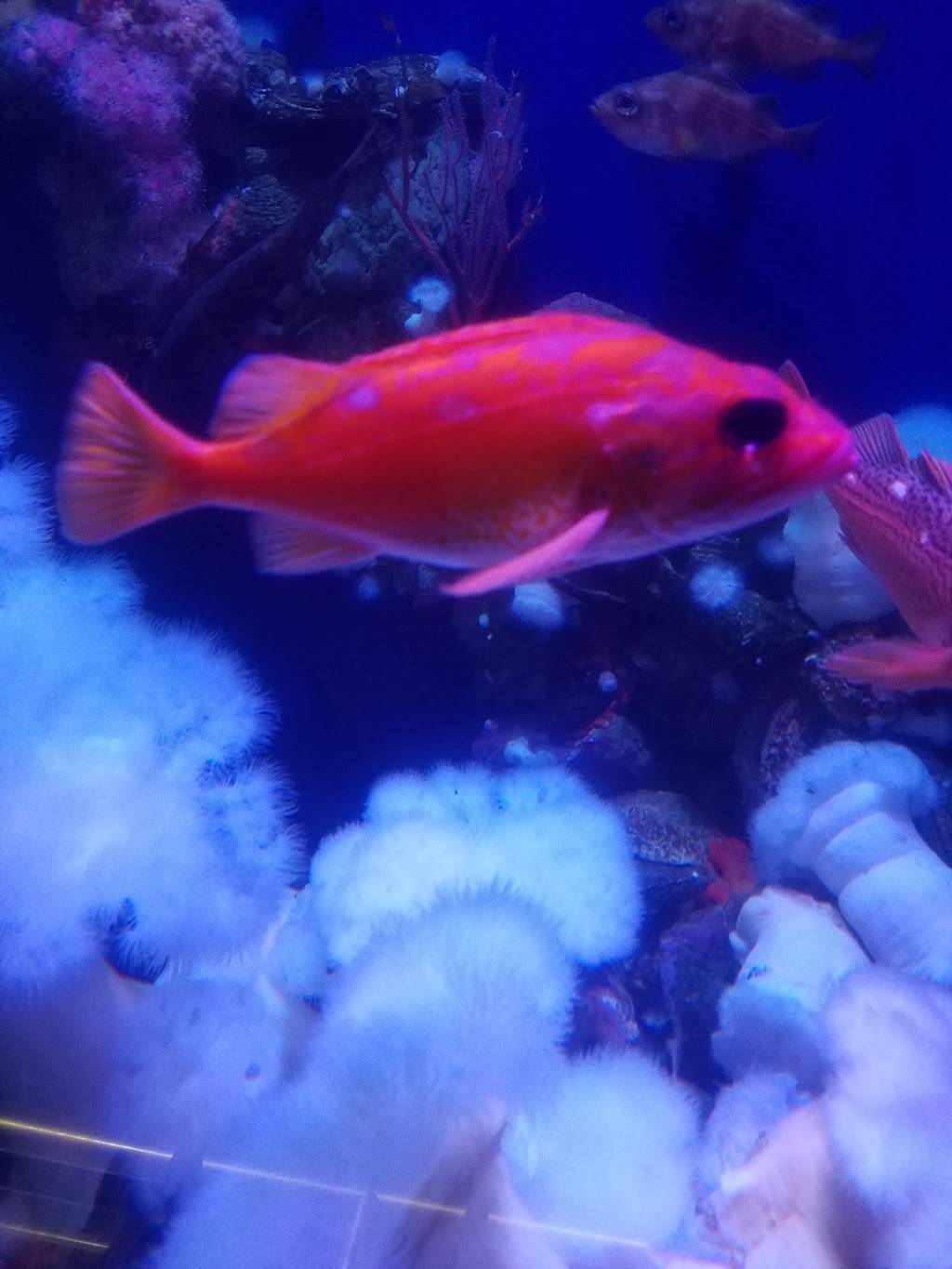 Del Taco | meal takeaway | 3501 South St, Long Beach, CA 90805, USA | 5626346152 OR +1 562-634-6152