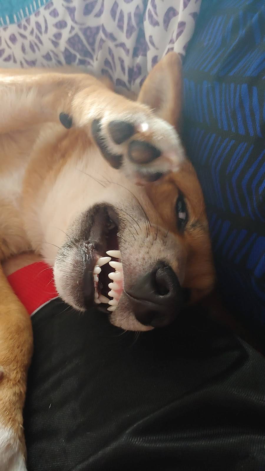 Regal Pizza | restaurant | 686 Morton St #1571, Mattapan, MA 02126, USA | 6179666674 OR +1 617-966-6674