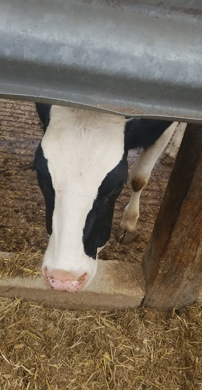 Redhead Creamery | restaurant | 31535 463rd Ave, Brooten, MN 56316, USA | 3203462246 OR +1 320-346-2246