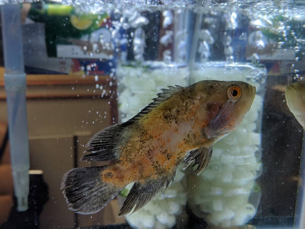 Number One House | restaurant | 7530 Castor Ave, Philadelphia, PA 19152, USA | 2157222310 OR +1 215-722-2310