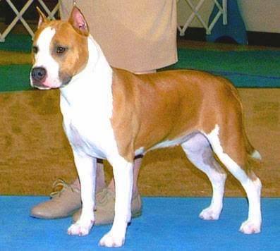 Matrix Amstaffs | restaurant | 11705 High Chaparral, New Braunfels, TX 78132, USA | 8306430275 OR +1 830-643-0275