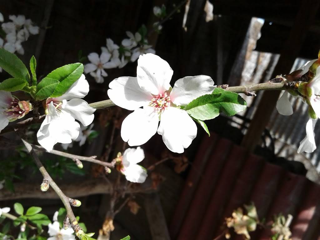 Super King Express | restaurant | 901 Ming Ave, Bakersfield, CA 93307, USA | 6618362168 OR +1 661-836-2168