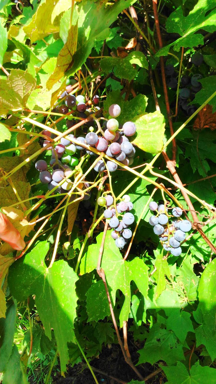 Rib Shak | restaurant | 1720 W State St, Rockford, IL 61102, USA | 7792107409 OR +1 779-210-7409