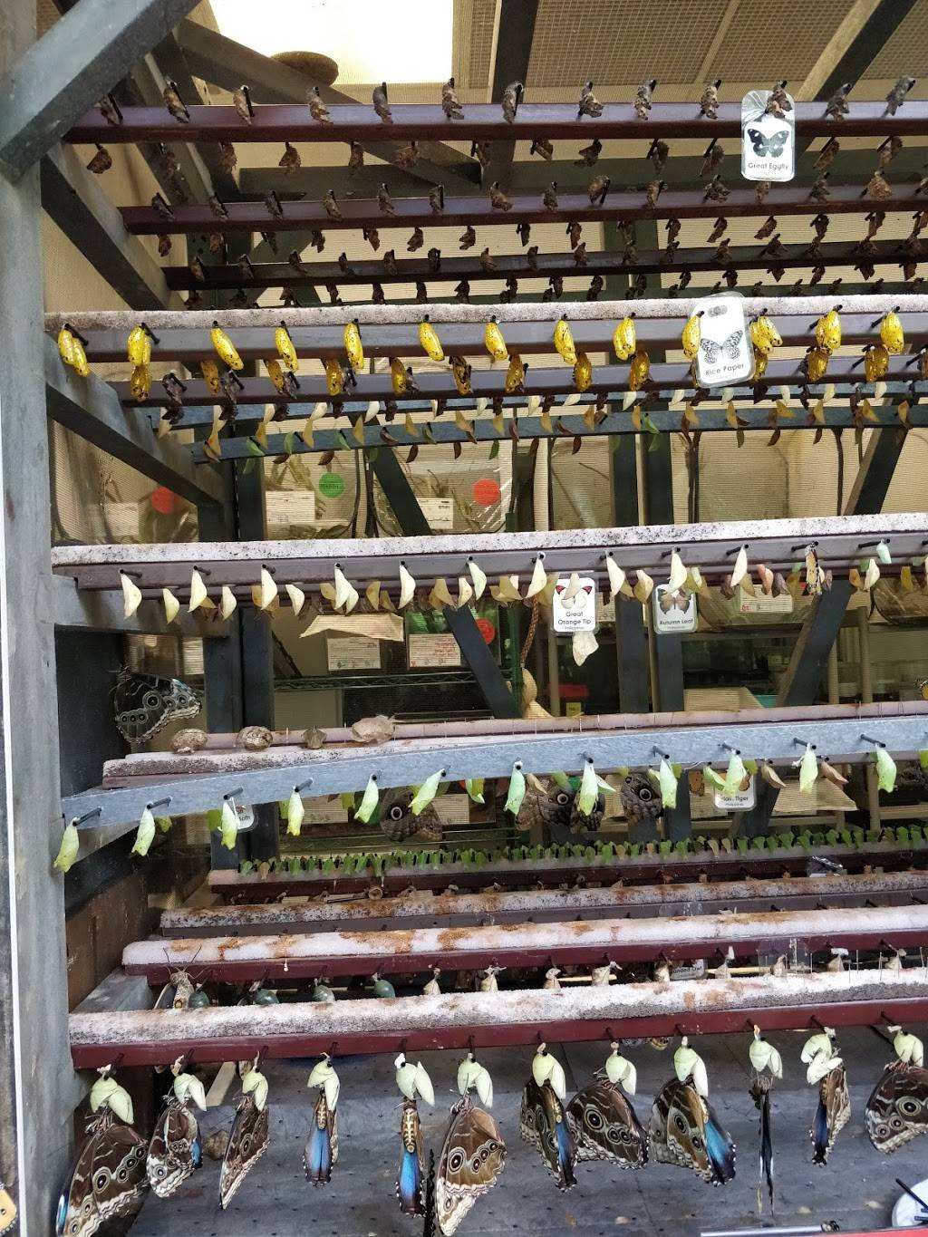 Cambridge Butterfly Conservatory | restaurant | 2500 Kossuth Rd, Cambridge, ON N3H 4R7, Canada | 5196531234 OR +1 519-653-1234