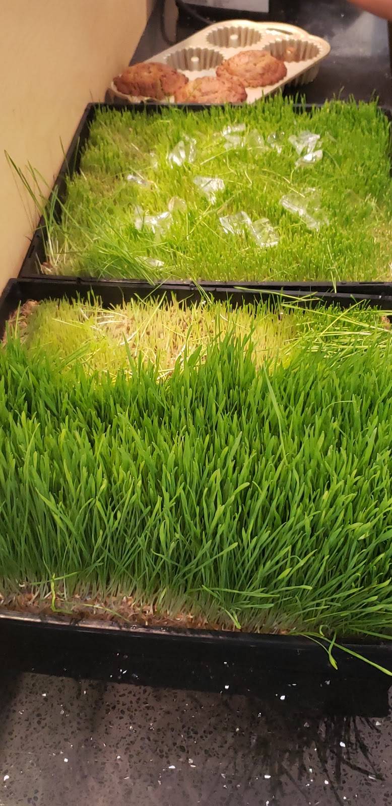 Big Juice Bar | restaurant | 35947 Date Palm Dr, Cathedral City, CA 92234, USA | 7604593334 OR +1 760-459-3334