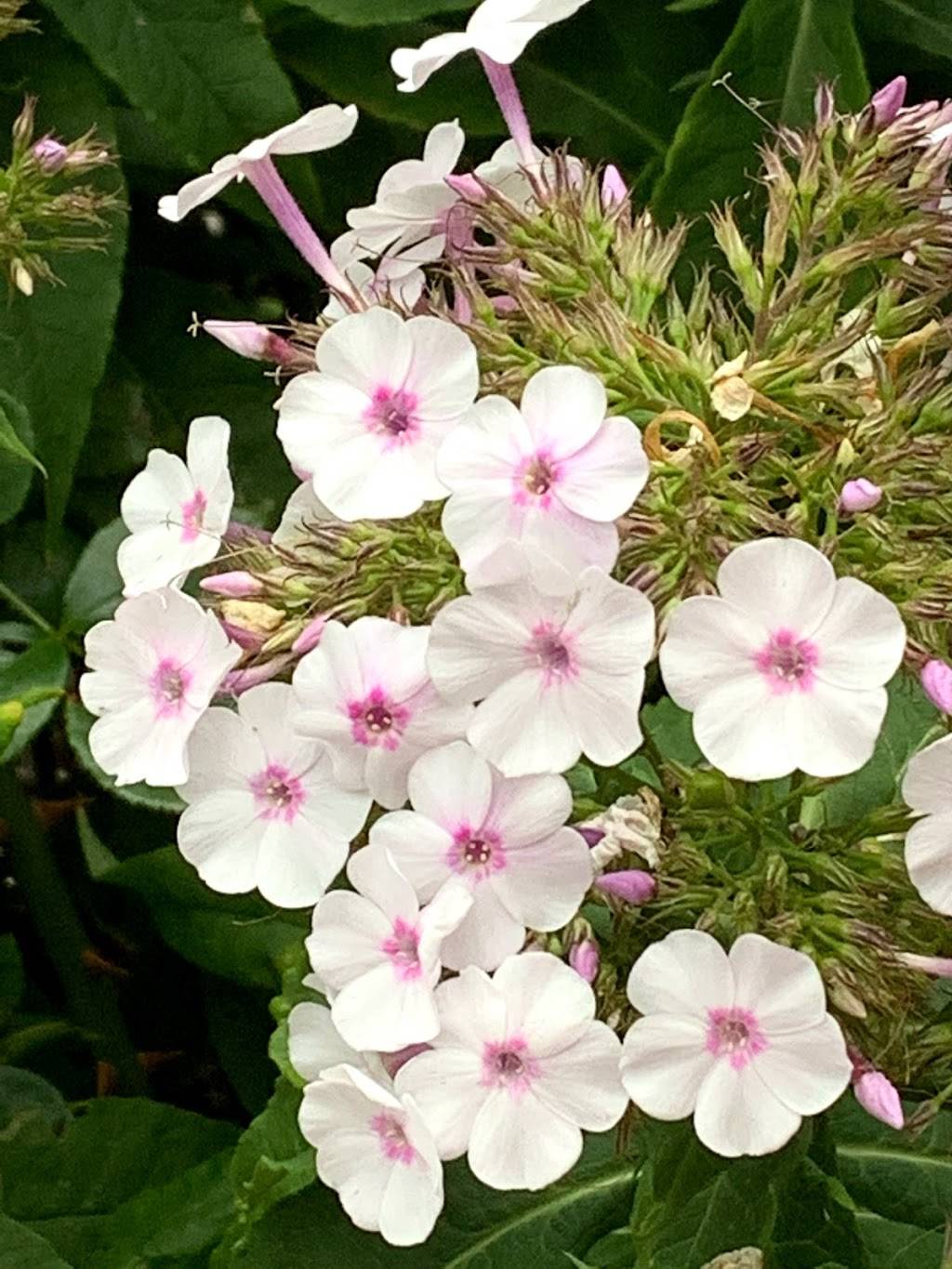 Gabbys | restaurant | 157 Roncesvalles Ave, Toronto, ON M6R 2L3, Canada | 4165339000 OR +1 416-533-9000