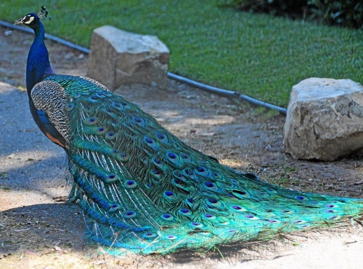 Tophat poultry and peafowl | restaurant | 17887 Orchards Ln, Fairhope, AL 36532, USA | 2513215054 OR +1 251-321-5054