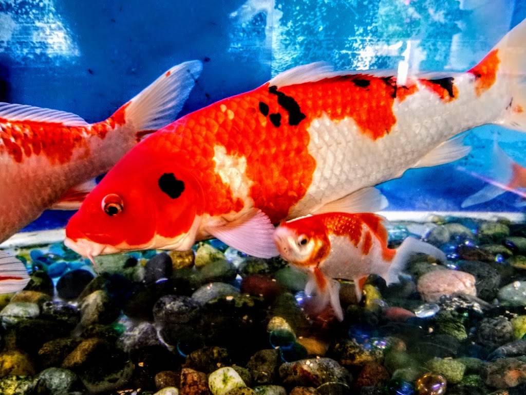 Asian Wok | restaurant | 6815 196th St SW ste k, Lynnwood, WA 98036, USA | 4257715838 OR +1 425-771-5838