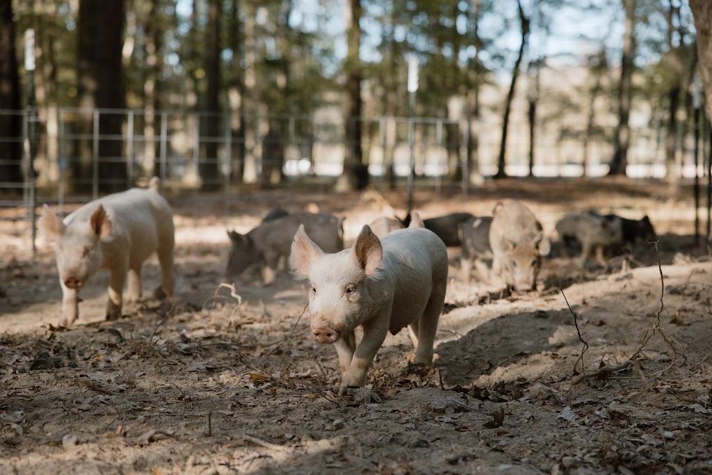 Sweet Magnolia Farms | restaurant | 170 Hidden Acres, Chelsea, AL 35043, USA | 2516091946 OR +1 251-609-1946